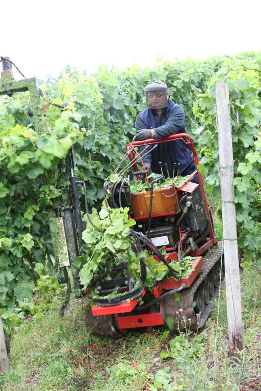 Weingut Pension Gibbert-Pohl Briedel Extérieur photo